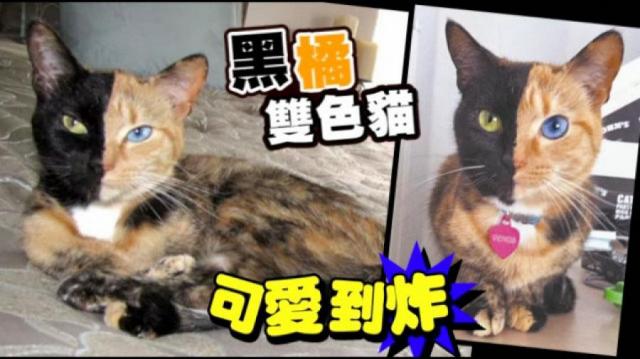 dvubb 圖片點擊可在新視窗打開檢視