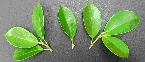 dvubb 圖片點擊可在新視窗打開檢視