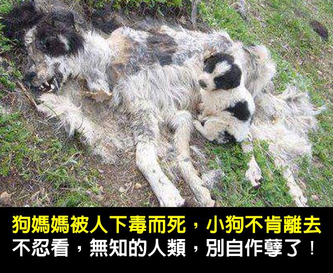 dvubb 圖片點擊可在新視窗打開檢視