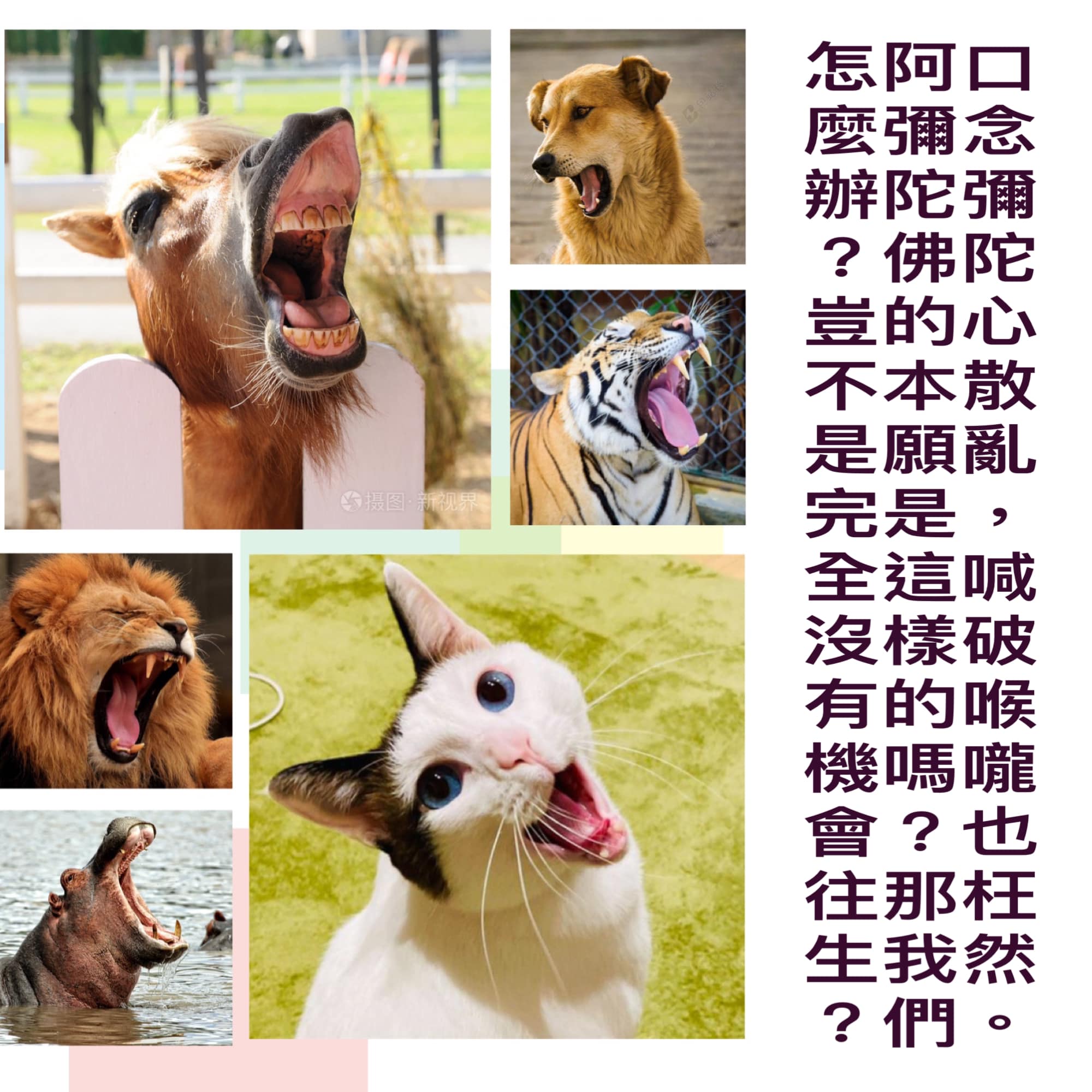 dvubb 圖片點擊可在新視窗打開檢視